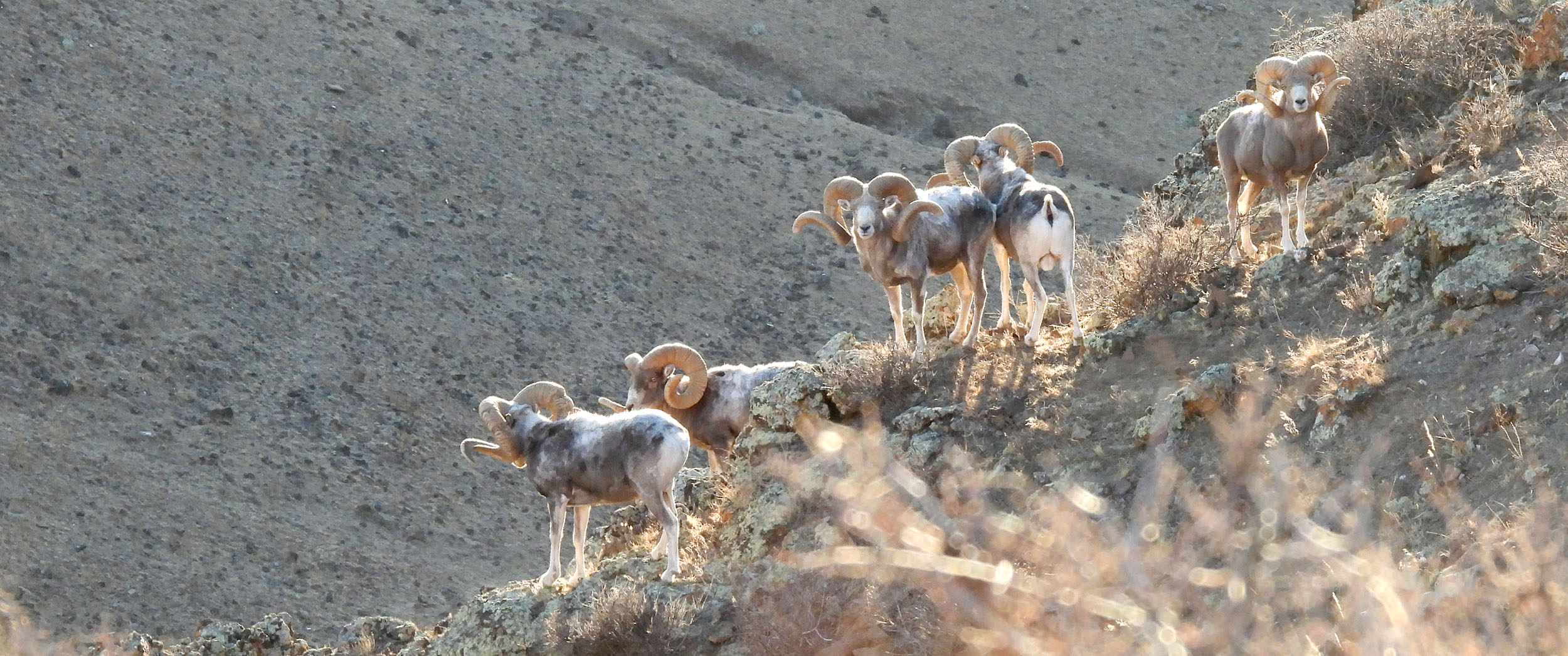 Argali sheep in Mongolia courtesy B. Muchiruu and D. Munkbaatar